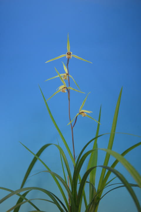 ○○のお店：お勧め商品